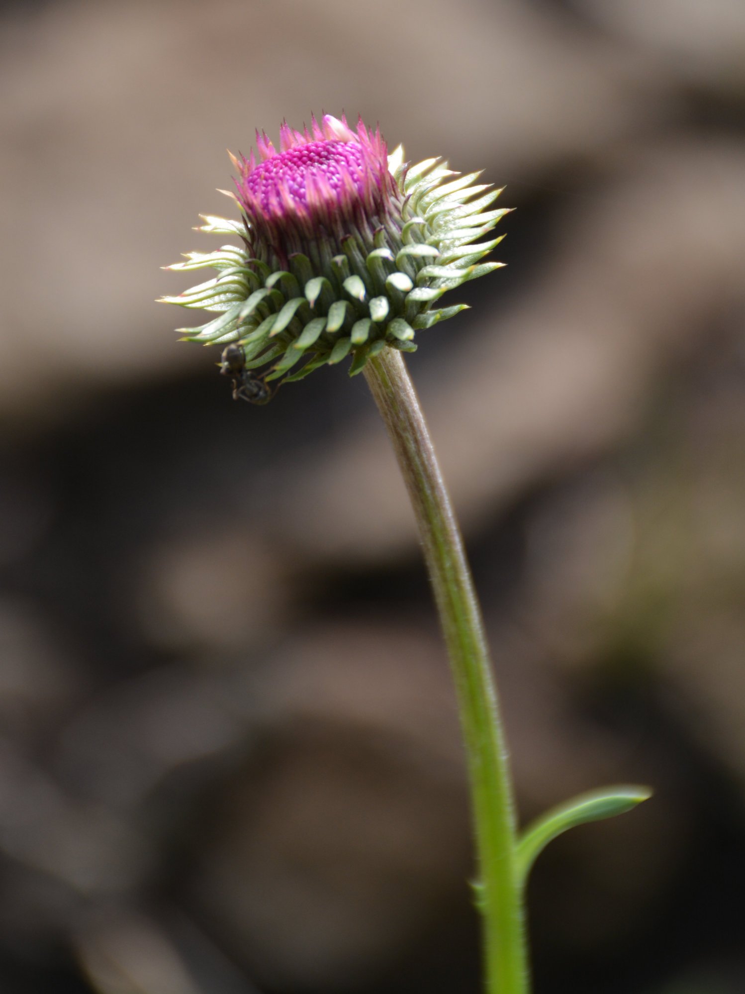 Cardus da identificare